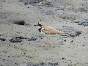 コチドリ 東京港野鳥公園 2021年6月26日(土)