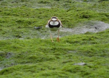 コチドリ 東京港野鳥公園 2021年6月26日(土)