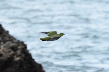 2021年6月27日(日) 大磯照ヶ崎海岸の野鳥観察記録