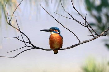 カワセミ 宇検村総合運動公園(奄美大島) 2017年2月27日(月)