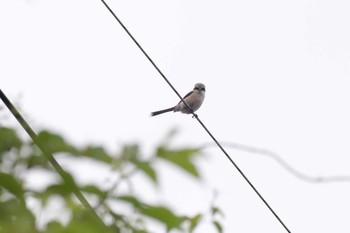 2021年6月27日(日) 望月高原牧場の野鳥観察記録