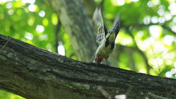 2021年6月27日(日) 旭山記念公園の野鳥観察記録