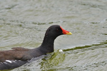 バン 都立浮間公園 2019年6月27日(木)