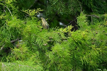 ササゴイ 都立浮間公園 2019年6月27日(木)