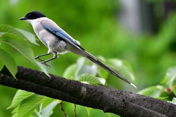 オナガ 都立浮間公園 2019年6月27日(木)