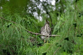 ササゴイ 都立浮間公園 2019年6月27日(木)