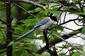 オナガ 都立浮間公園 2019年6月27日(木)