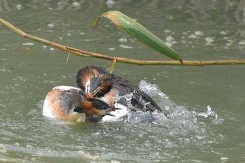 Great Crested Grebe Unknown Spots Sat, 6/26/2021