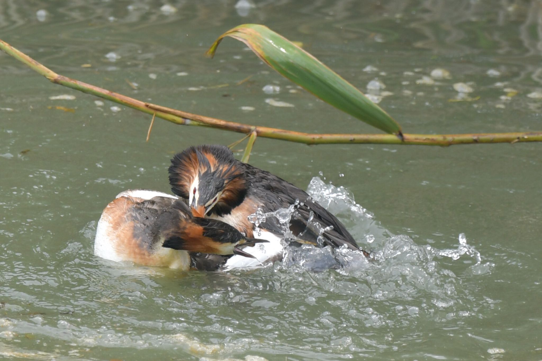 Photo of Great Crested Grebe at  by ヨウコ