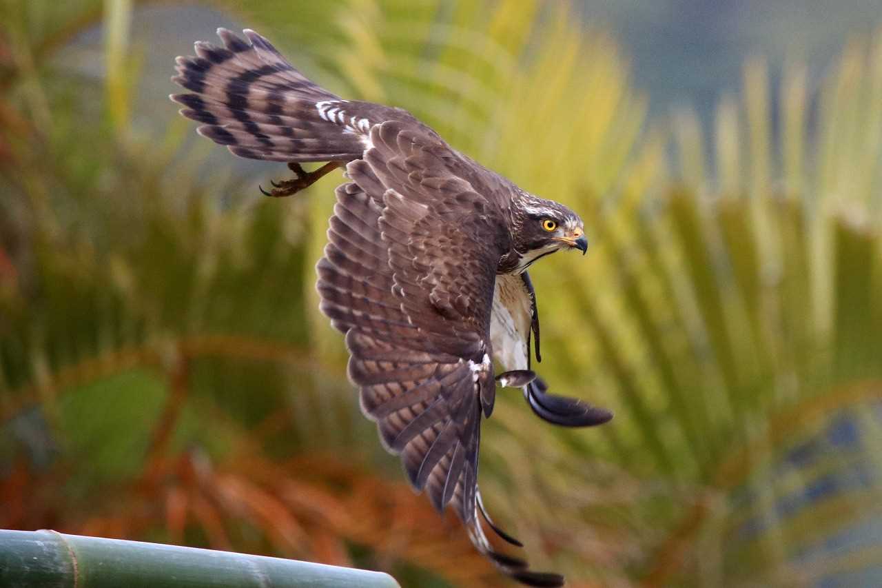 Photo of Grey-faced Buzzard at 佐用町(奄美大島) by とみやん