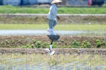 Grey-headed Lapwing 明石市大久保町 Mon, 6/14/2021