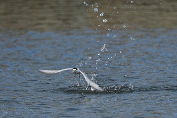 コアジサシ 多摩川 2021年5月8日(土)