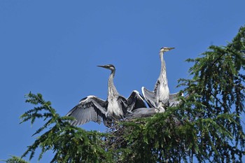 Grey Heron ふるさと公園近く Mon, 6/28/2021