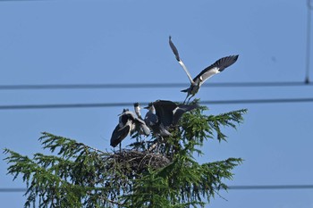 アオサギ ふるさと公園近く 2021年6月28日(月)