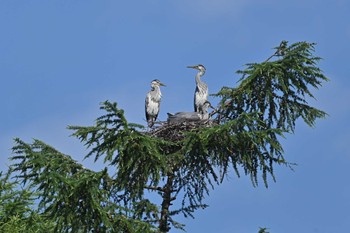 Grey Heron ふるさと公園近く Mon, 6/28/2021