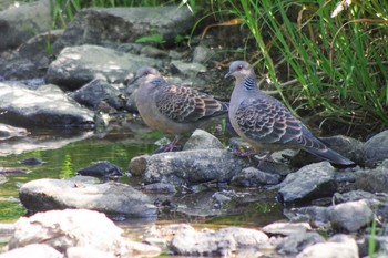 2021年6月28日(月) 福井緑地(札幌市西区)の野鳥観察記録