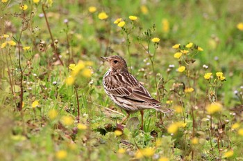 Red-throated Pipit 宇検村総合運動公園(奄美大島) Mon, 2/27/2017