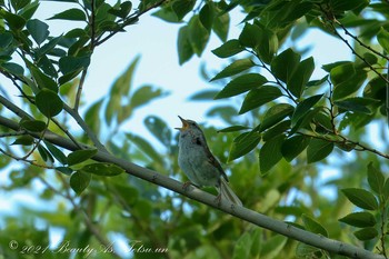 Japanese Bush Warbler 淀川河川公園 Mon, 6/28/2021