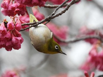 メジロ 柏の葉公園 2017年3月14日(火)