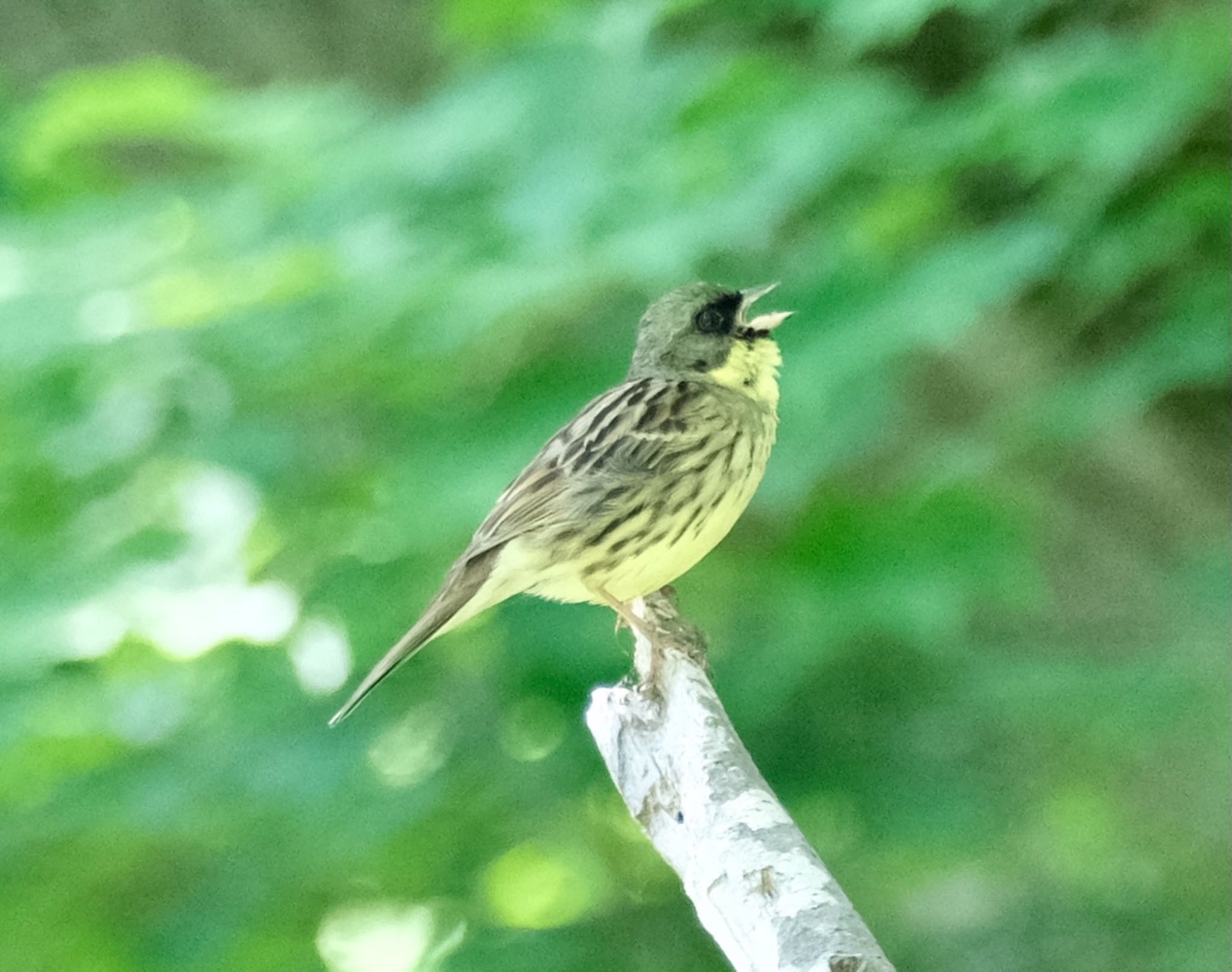 西岡公園(西岡水源地) アオジの写真