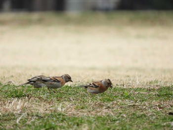 アトリ 柏の葉公園 2017年3月14日(火)