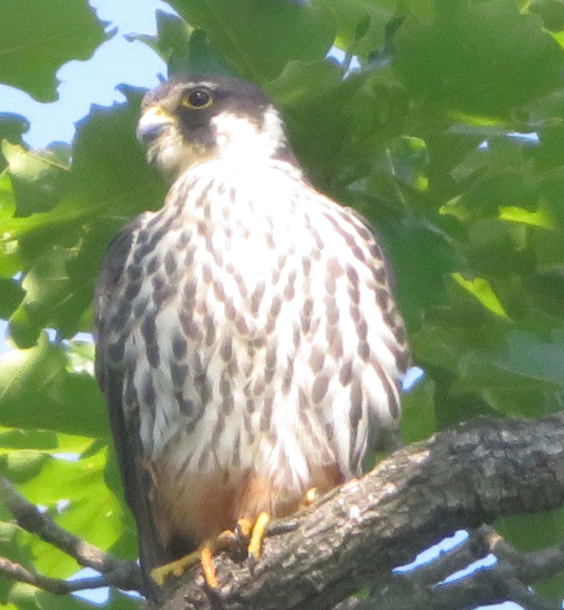 真駒内公園 チゴハヤブサの写真