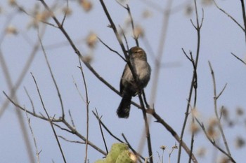 Bewick's Wren mexico Sun, 6/27/2021