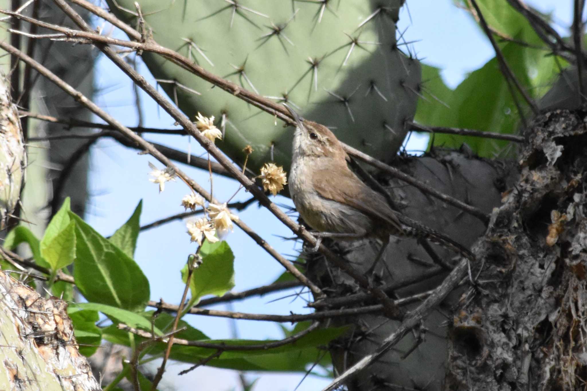 Photo of Bewick's Wren at maxico by ヨシテル