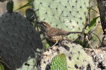 Cactus Wren mexico Sun, 6/27/2021