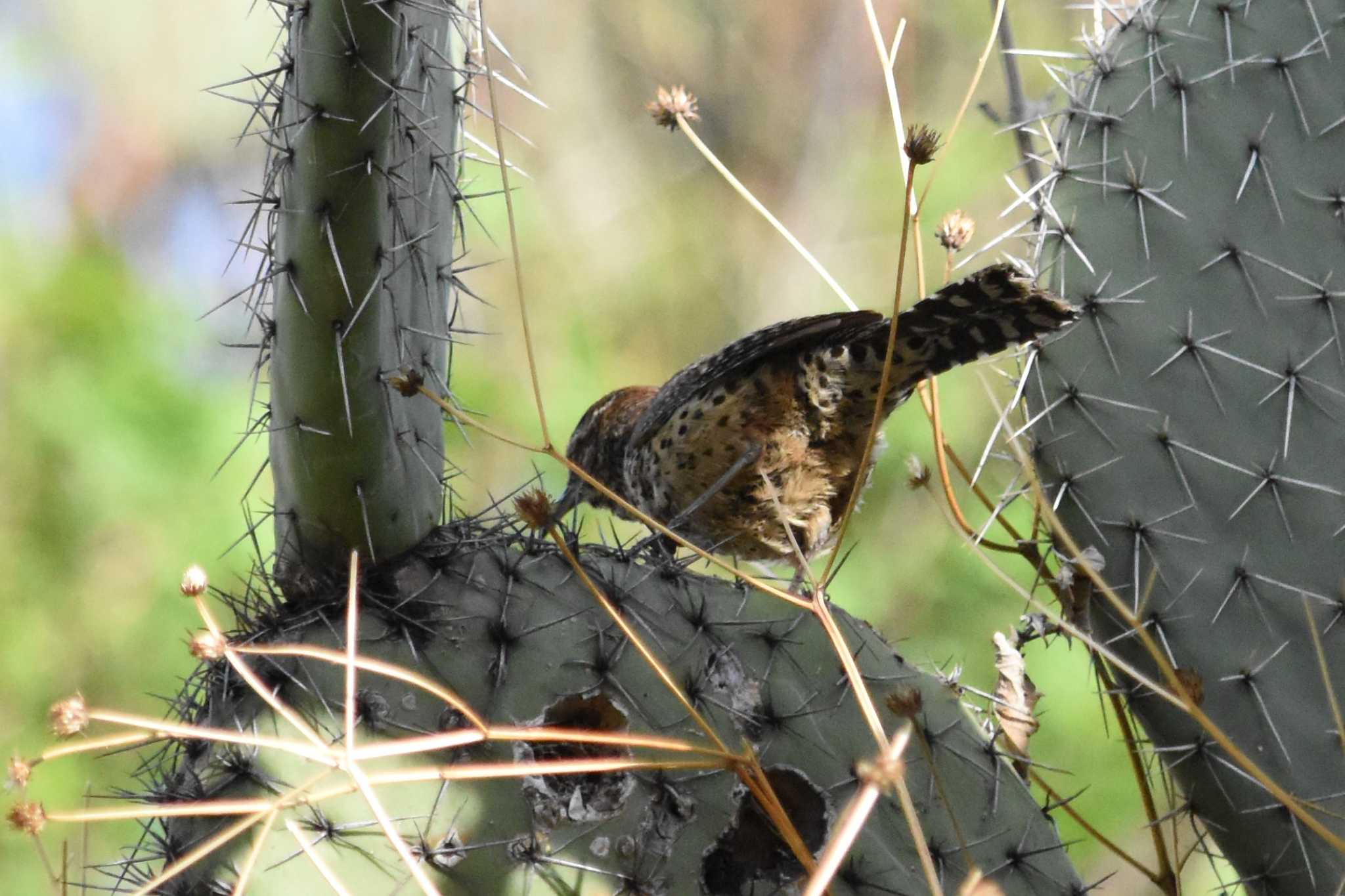 mexico サボテンミソサザイの写真 by ヨシテル