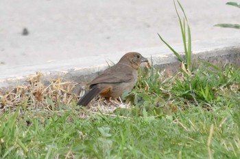 Canyon Towhee mexico Mon, 6/28/2021