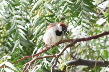 House Sparrow mexico Sun, 6/27/2021