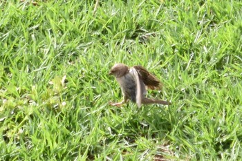 House Sparrow mexico Mon, 6/28/2021