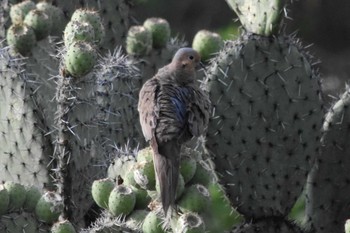 ナゲキバト mexico 2021年6月27日(日)