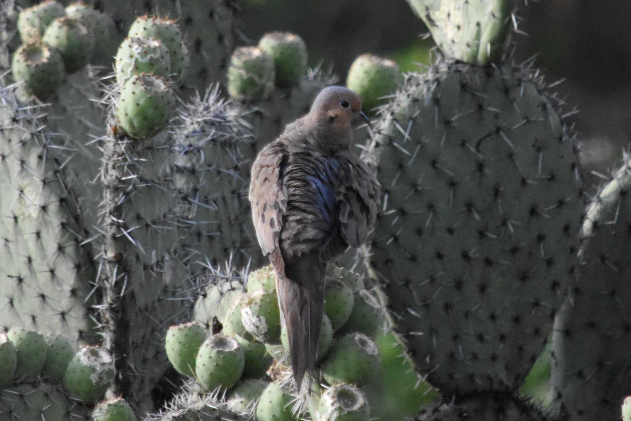 mexico ナゲキバトの写真 by ヨシテル