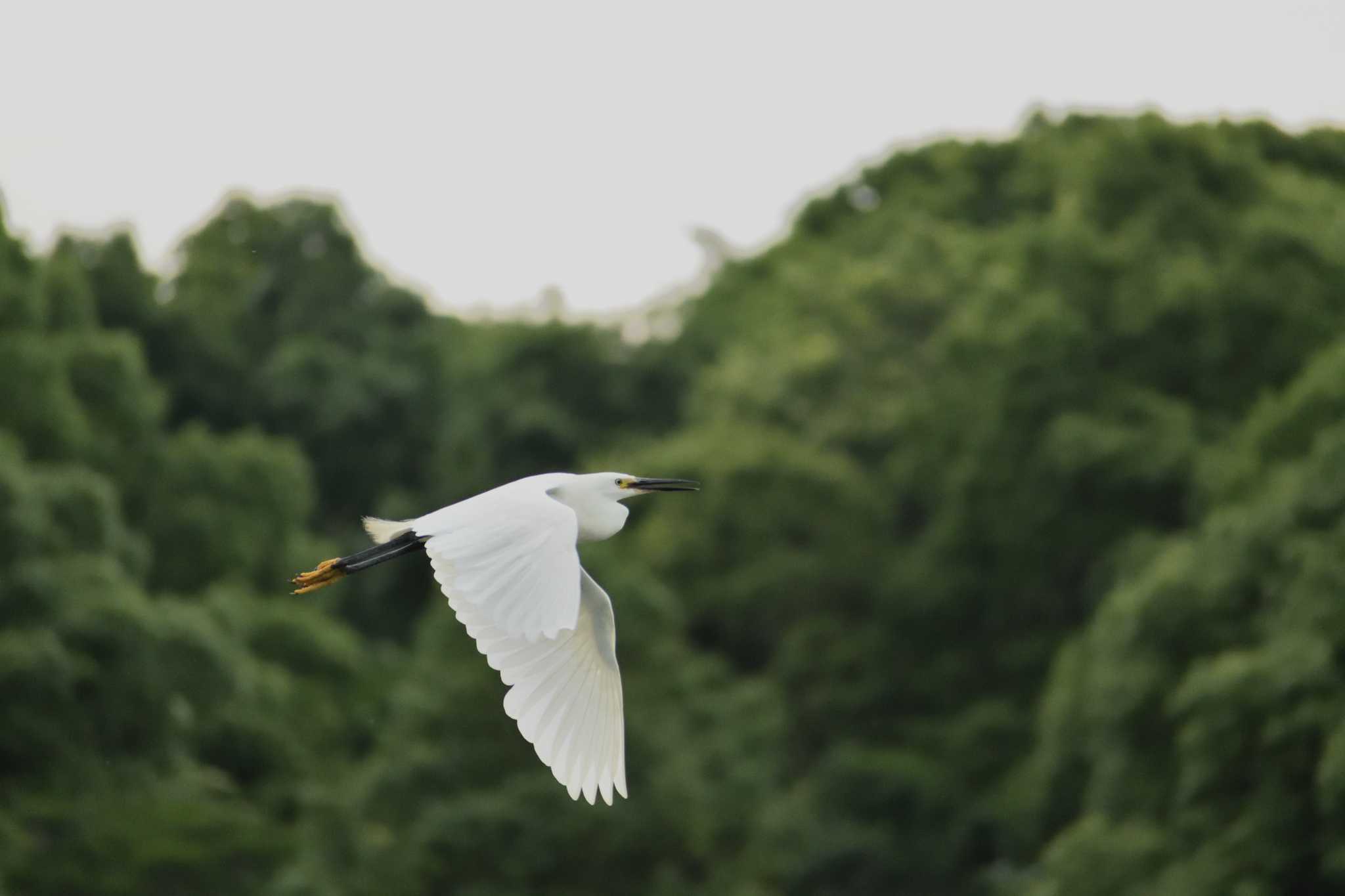 豊明市 チュウサギの写真 by よつくん