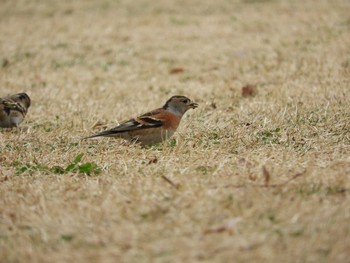 アトリ 柏の葉公園 2017年3月14日(火)