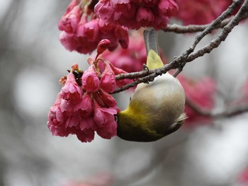 メジロ 柏の葉公園 2017年3月14日(火)