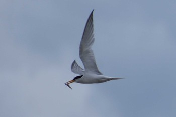 2021年6月27日(日) 豊明市の野鳥観察記録