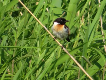 Mon, 6/28/2021 Birding report at 篠路五ノ戸の森緑地