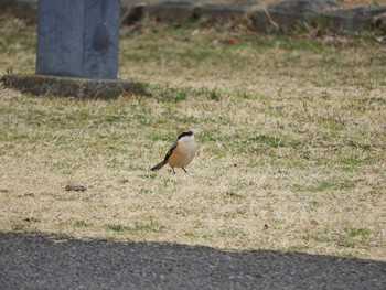 モズ 柏の葉公園 2017年3月14日(火)