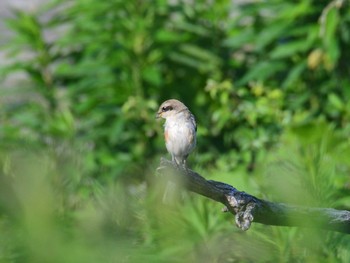 モズ 東京港野鳥公園 2021年6月1日(火)