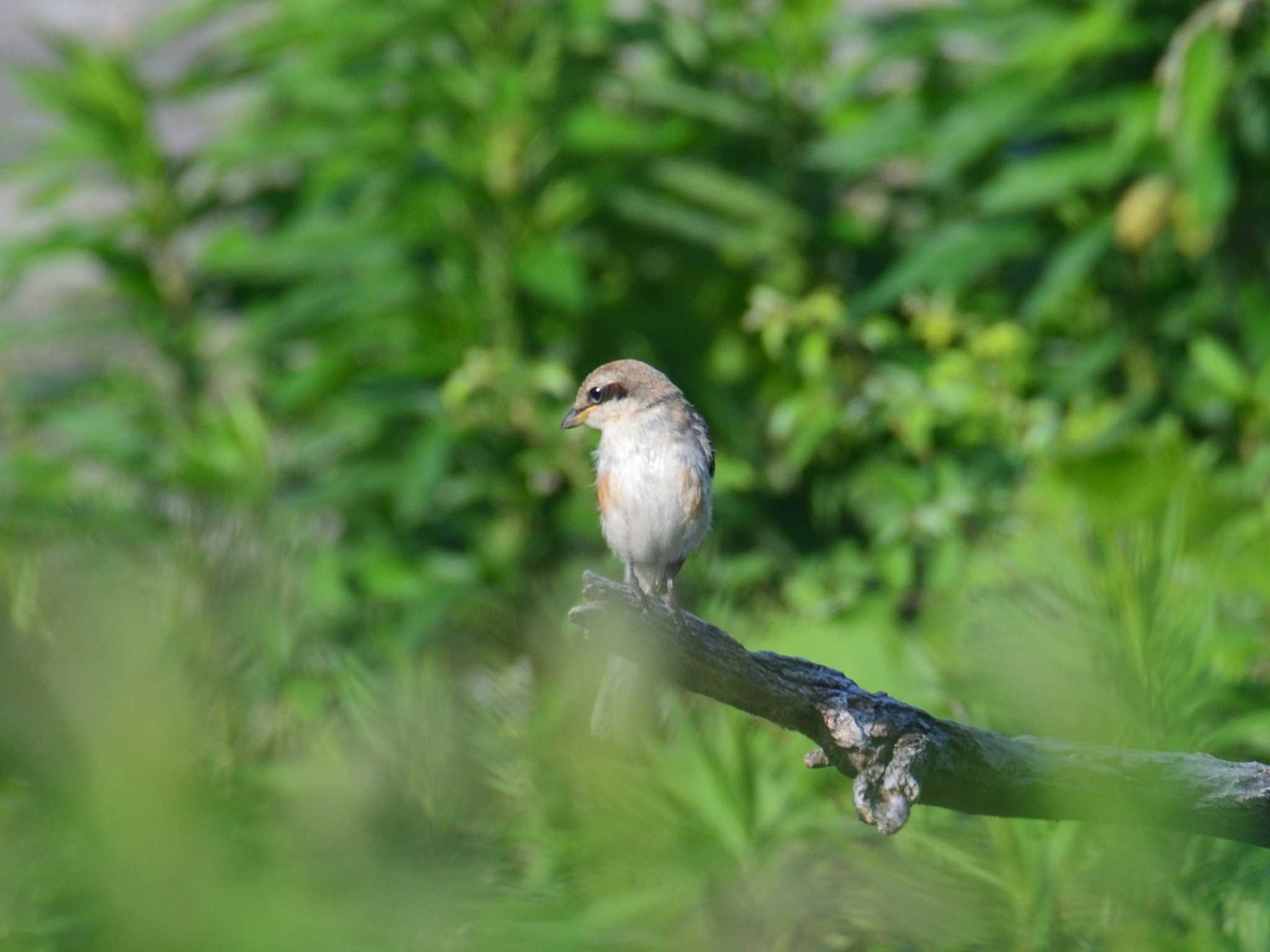 東京港野鳥公園 モズの写真 by 80%以上は覚えてないかも