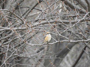 モズ 柏の葉公園 2017年3月14日(火)