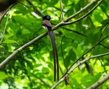 Black Paradise Flycatcher 岐阜市 Mon, 6/28/2021