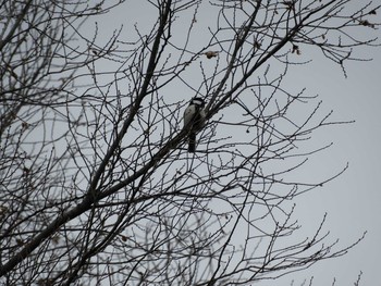 2017年3月14日(火) 柏の葉公園の野鳥観察記録