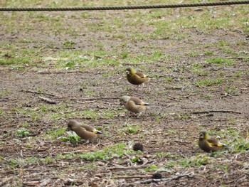 カワラヒワ 柏の葉公園 2017年3月14日(火)