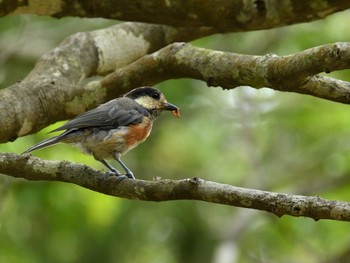 Varied Tit Mikiyama Forest Park Mon, 6/28/2021