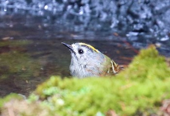 キクイタダキ 奥庭荘(富士山) 2021年6月26日(土)