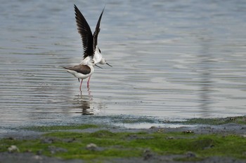 セイタカシギ 東京港野鳥公園 2021年6月11日(金)